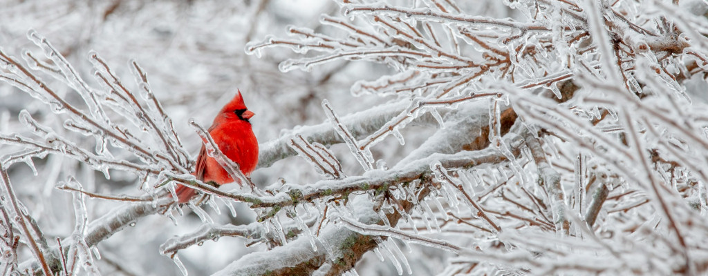 During a winter storm, it's common to feel alone in the struggle. Don't worry, though - Hey Neighbor is always here by your side!