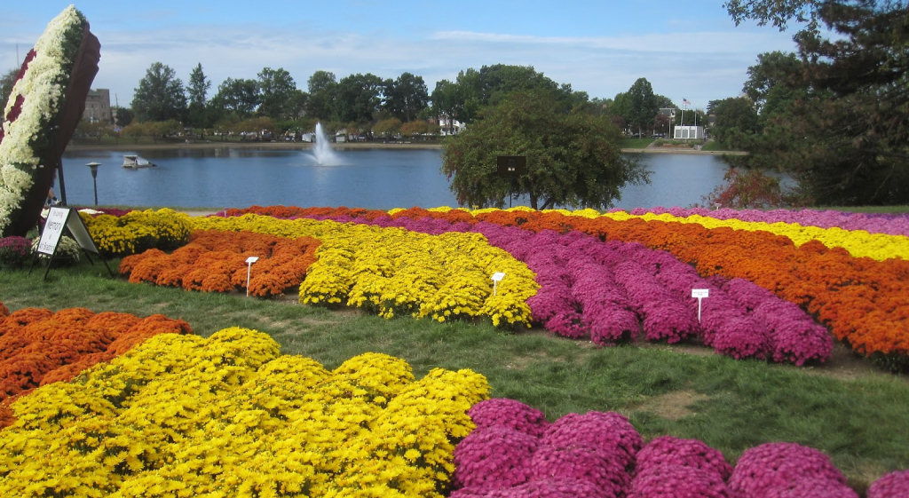 Mum Fest - Lake Anna Park in Barberton Ohio | photo by Alecia